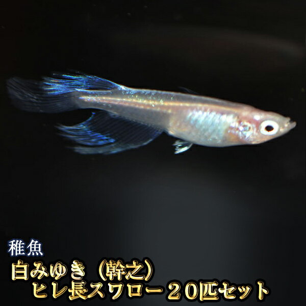 白みゆき（幹之）ヒレ長スワローめだか 松井系 未選別 稚魚 SS〜Sサイズ 20匹セット / 白みゆき（幹之）ヒレ長スワローメダカ　（※沖縄は別途送料必要）