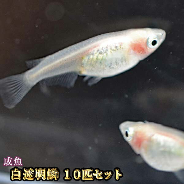 メダカの種類 値段をリサーチ 安い おすすめの高級メダカも紹介 キャンパーズ メダカの種類 値段をリサーチ 安い おすすめの高級メダカも紹介 キャンパーズ