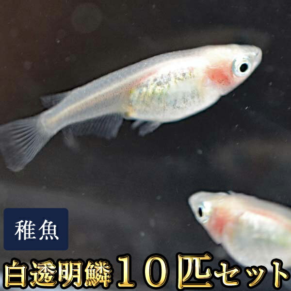 白透明鱗めだか 未選別 稚魚 SS〜Sサイズ 10匹セット / 白透明鱗メダカ / 紅ほっぺ