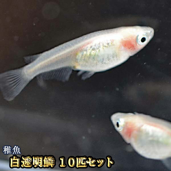 白透明鱗めだか 未選別 稚魚 SS～Sサイズ 10匹セット / 白透明鱗メダカ / 紅ほっぺ