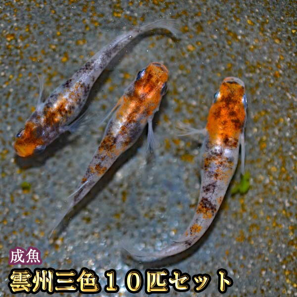 【福寿メダカ】雲州三色メダカの有精卵３０個＋α ＃１ 2025年最新Yahoo!オークション -雲州三色 卵(めだか)の中古品・新品