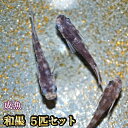 和墨めだか 5匹セット / 和墨メダカ