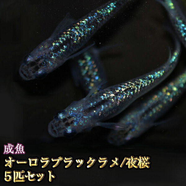 楽天市場 改良めだかの生産 直売 種類が豊富でお買い得 めだか物語楽天市場店 トップページ