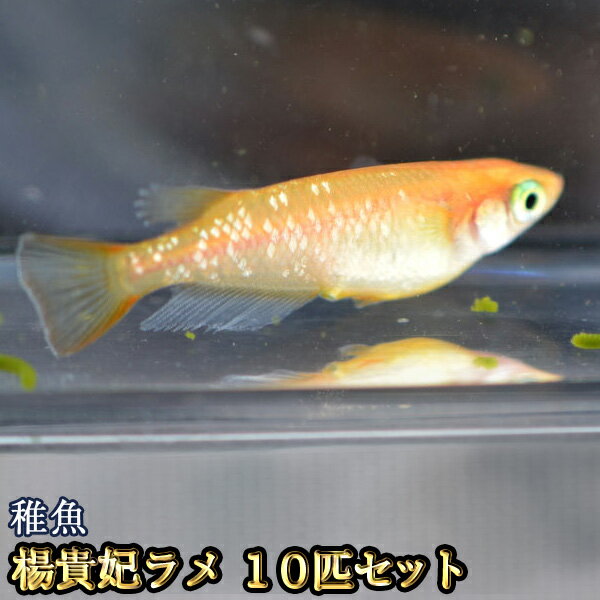 楽天市場 改良めだかの生産 直売 種類が豊富でお買い得 めだか物語楽天市場店 トップページ