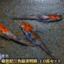 楊貴妃三色錦透明鱗めだか 未選別 稚魚 SS～Sサイズ 10匹セット / 楊貴妃三色錦透明鱗メダカ