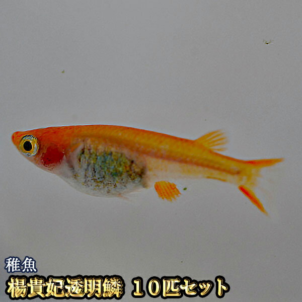 メダカ 10匹 みんな探してる人気モノ メダカ 10匹 メダカ 10匹 みんな探してる人気モノ メダカ 10匹