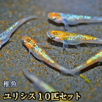 【送料無料】ユリシスめだか 未選別 稚魚 SS～Sサイズ 10匹セット / ユリシスメダ...