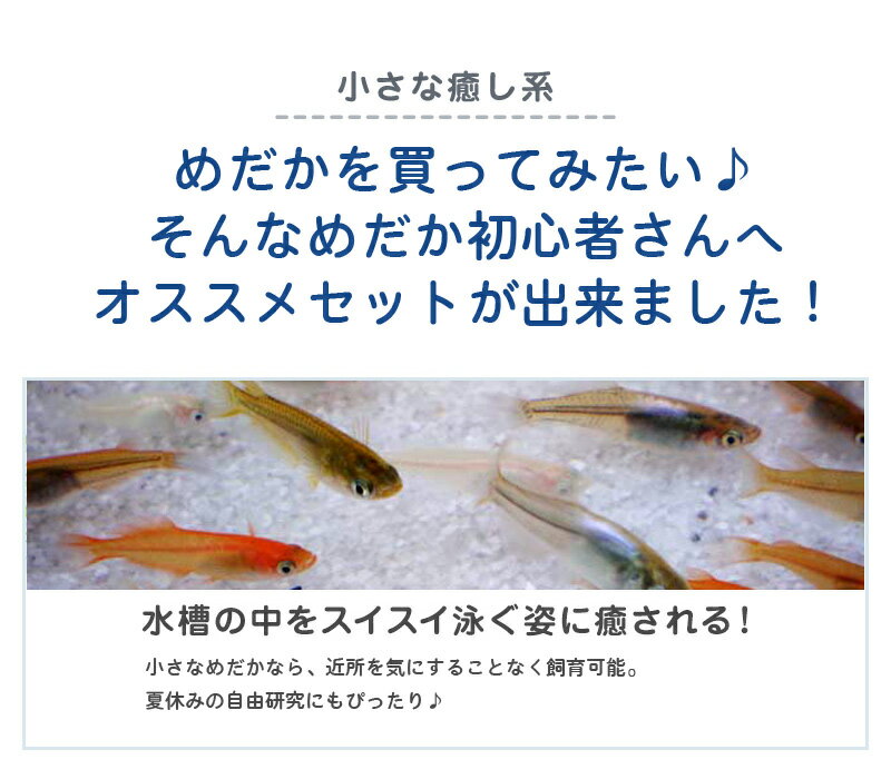 【送料無料】めだか色々お楽しみ20匹セット / メダカ　（※沖縄は別途送料必要）