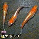 紅マドンナめだか / 紅マドンナメダカ