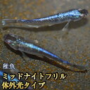 ミッドナイトフリルめだか 体外光タイプ 未選別 稚魚 SS~Sサイズ / ミッドナイトフリルメダカ