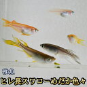 【送料無料】ヒレ長スワローめだか色々お楽しみセット 未選別 稚魚 SS〜Sサイズ / ヒレ長スワローメダカ (※沖縄は別途送料必要)