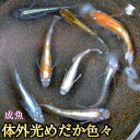 【送料無料】体外光めだか色々お楽しみセット / 体外光メダカ (※沖縄は別途送料必要)