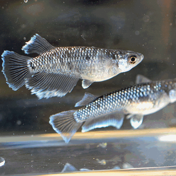 ミッドナイトフリルめだか ラメタイプ 5匹セッ...の紹介画像3