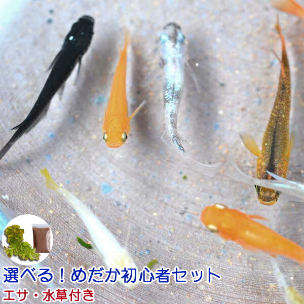 楽天市場 改良めだかの生産 直売 種類が豊富でお買い得 めだか物語楽天市場店 トップページ