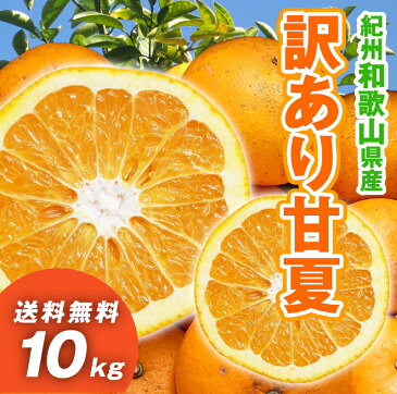 甘夏 10kg　和歌山県産　訳あり・ご家庭用 / あまなつ　送料無料（北海道・沖縄県除く）【配達日指定不可】