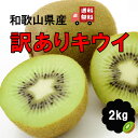 キウイ 2kg 和歌山県産 訳あり・ご家庭用 送料無料(北海...