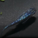 サファイア 1ペア 成魚 メダカ 改良メダカ 鑑賞魚 ラメ 黒 青ラメ