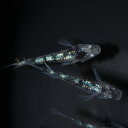白斑サファイア1ペア 成魚 メダカ 改良メダカ 鑑賞魚 ラメ 白 斑 黒 青いラメ