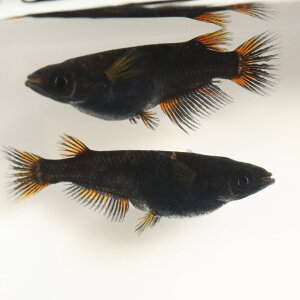 GOD1ペア 成魚 メダカ 改良メダカ 鑑賞魚 黒 赤 オレンジ 柿色 五色typeR ブラックリム