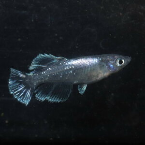ブラックモルフォ亜種ヒカリ1ペア 成魚 メダカ 改良メダカ 鑑賞魚 亜種表現 体外光 黒
