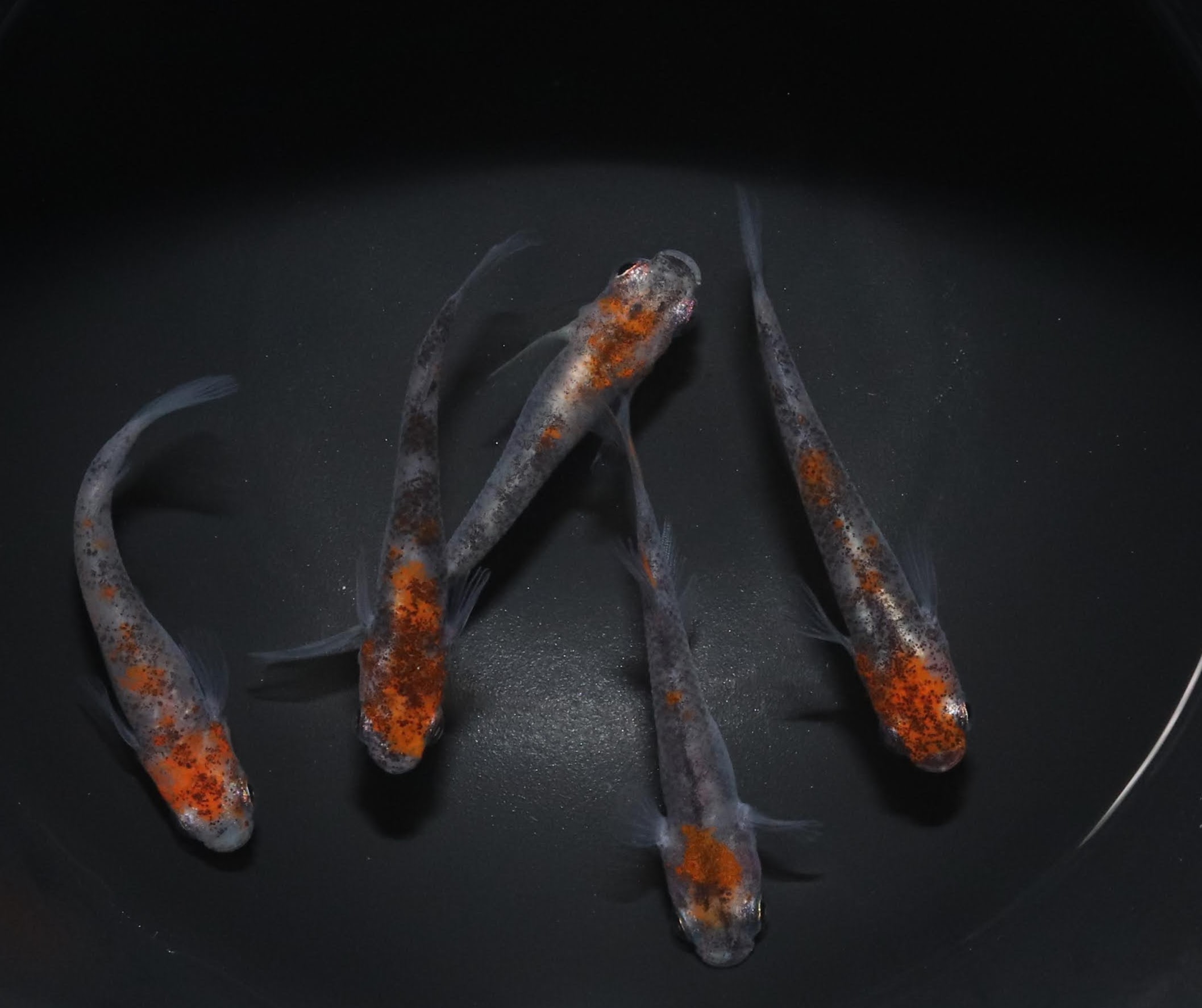 透明鱗三色1ペア成魚メダカ改良メダ...