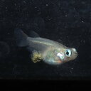 出目ダルマ 1ペア 成魚 メダカ 改良メダカ 鑑賞魚 出目メダカ 半ダルマ(4)