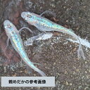 商品画像3