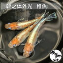 【メダカ 稚魚】幹之(ミユキ)紅白体外光 メダカ 稚魚 みゆき 稚魚メダカ 生体 販売 画像は親メダカです。販売は稚魚のメダカになります