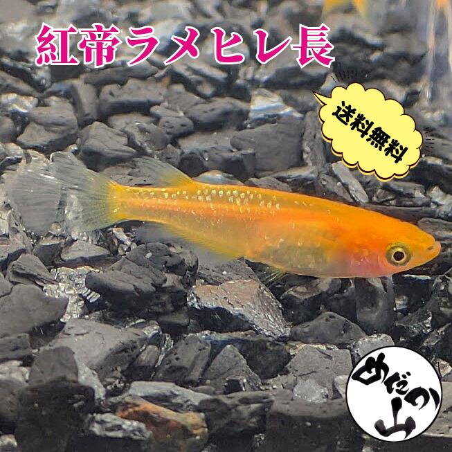 楽天市場】紅帝 ヒレ長の通販