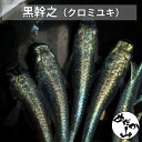 【黒幹之 メダカ】成魚 くろみゆき ペア ミユキメダカ みゆきメダカ 黒