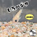 【送料無料】白パンダめだか 成魚 白色系 生体 販売 パンダメダカ パンダ メダカ白色 めだか山(4)