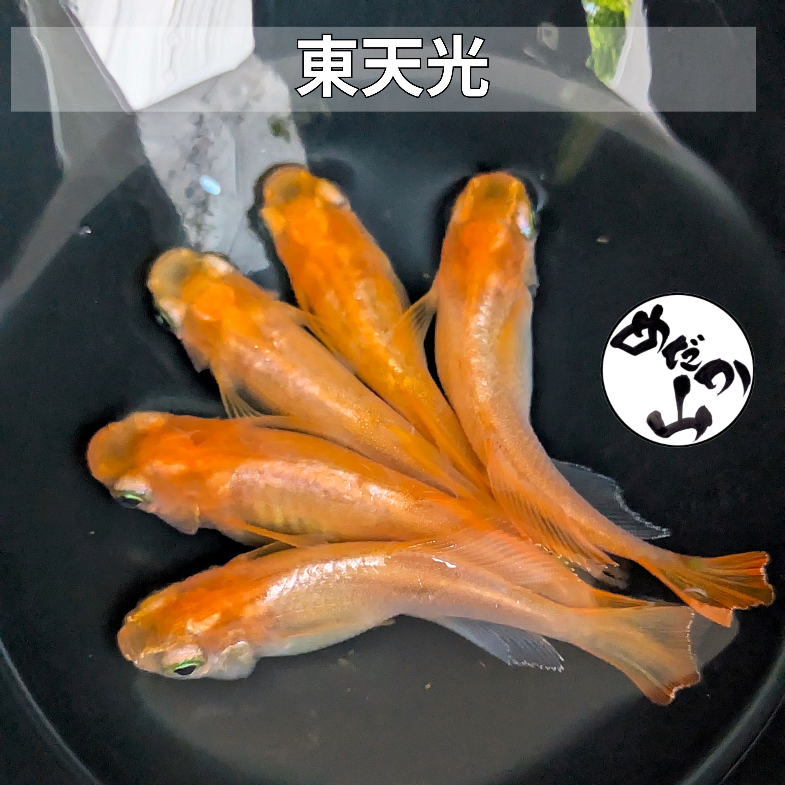 【送料無料】東天光メダカ（成魚）ヒカリ体形 赤色 綺麗 メダカ メダカ生体販売