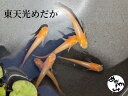 【送料無料東天光メダカ】東天光めだか(成魚)5匹 サイズ: 約3~4cm ヒカリ体形 赤色 綺麗 メダカ 5匹 Mサイズ メダカ生体販売 観賞魚 水槽 水草 販売 めだか山(4)
