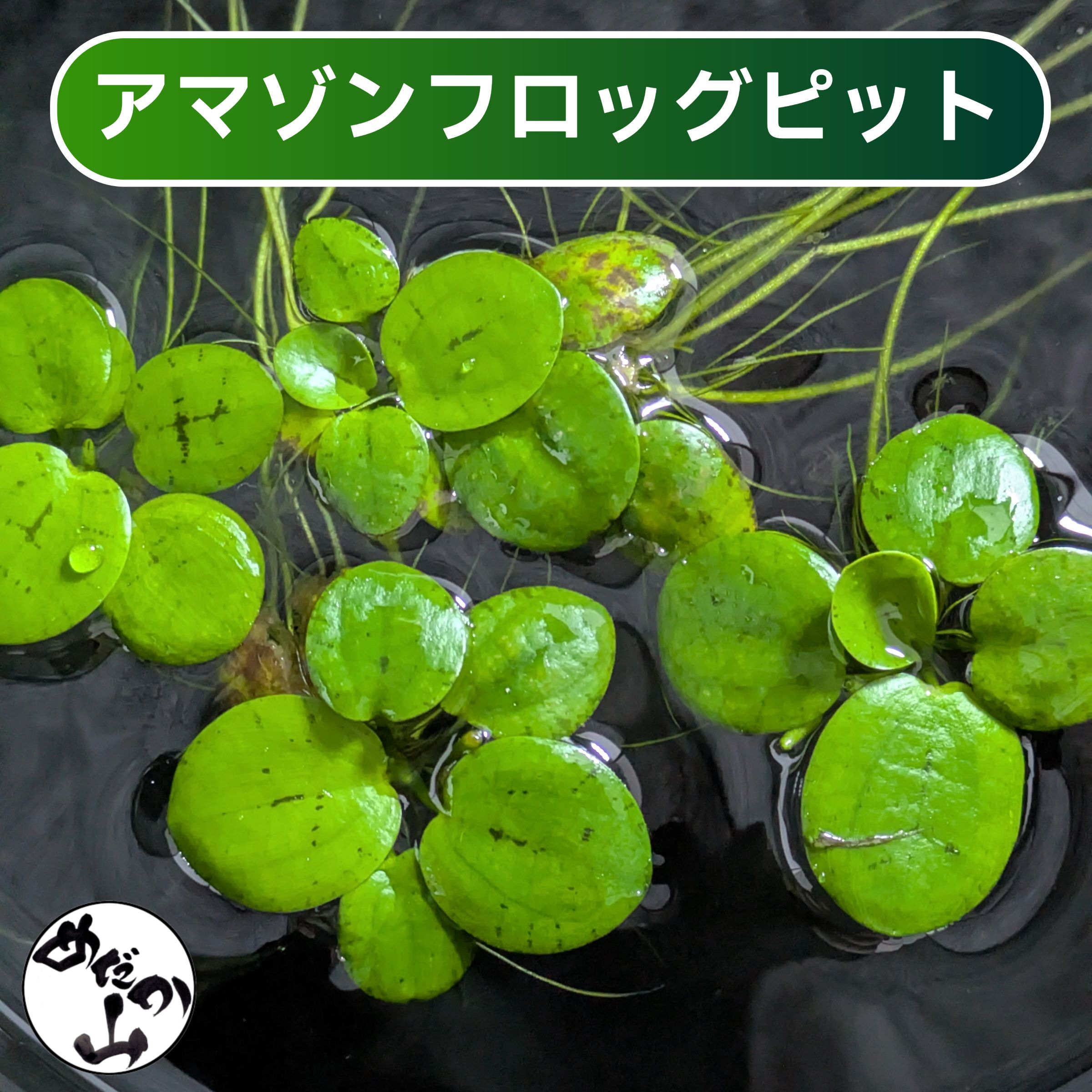 水草 浮き草 アマゾンフロッグビット 水草 浮草 メダカ水草 浮く 水質浄化 メダカ ...