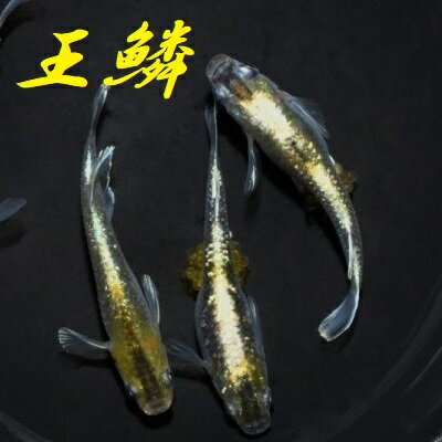 王鱗（おうりん）メダカの稚魚・10匹 メダカ ラメ 体外光 幹之 楊貴妃 初心者 人気 猫飯 メダカ女子