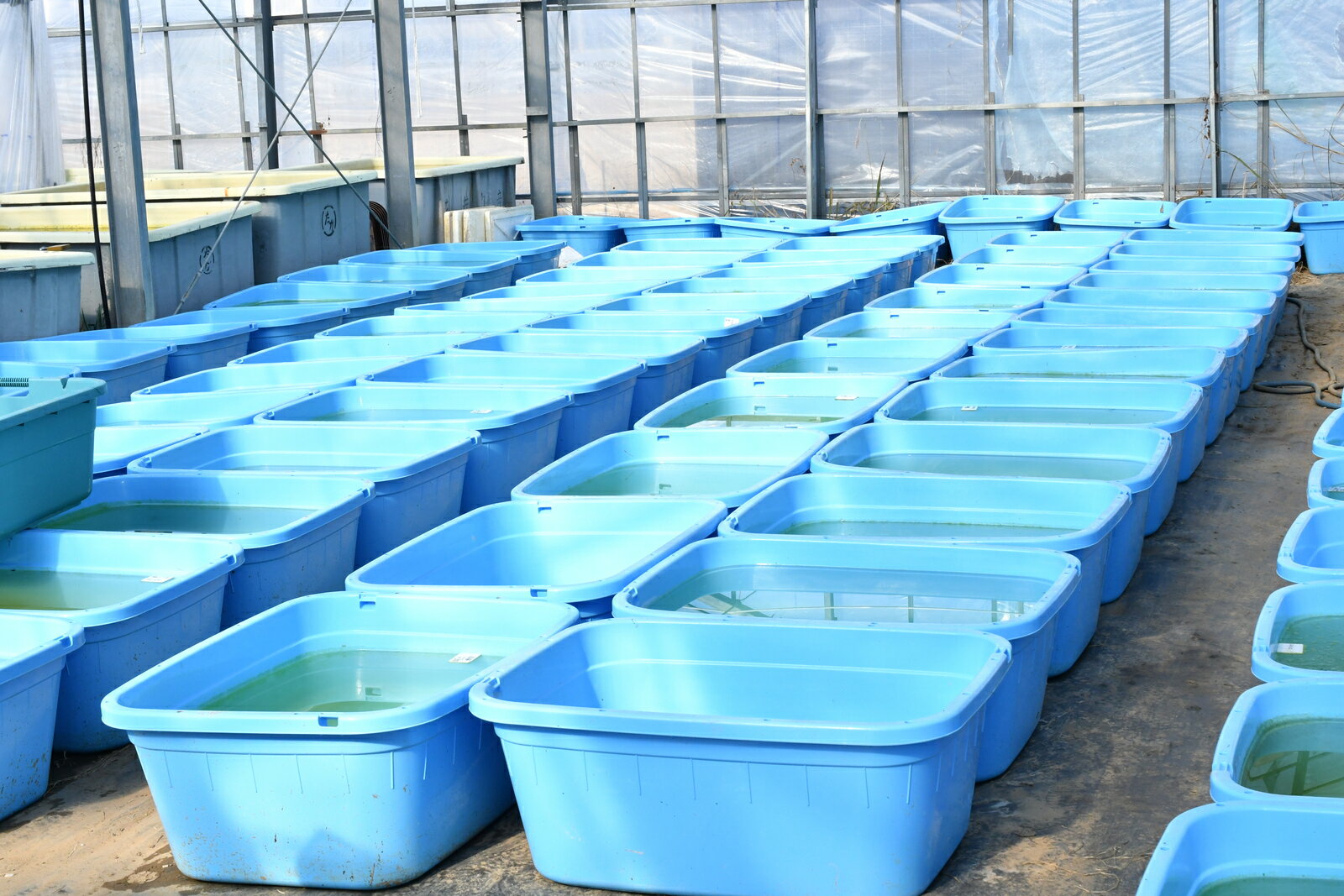 小町(こまち)ダルマメダカの稚魚・10匹メダカ体外光三色幹之楊貴妃初心者人気猫飯メダカ女子紅白ブランド