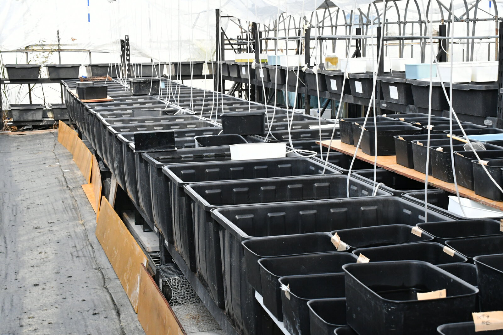 耐寒性があり 一番培養しやすいミジンコ 入門種として最適 大きいので観察もしやすい ペットとしても面白いです オオミジンコ 約500匹 メダカ 初心者 メダカ女子 楊貴妃 人気 あすつく 活餌 幹之 猫飯