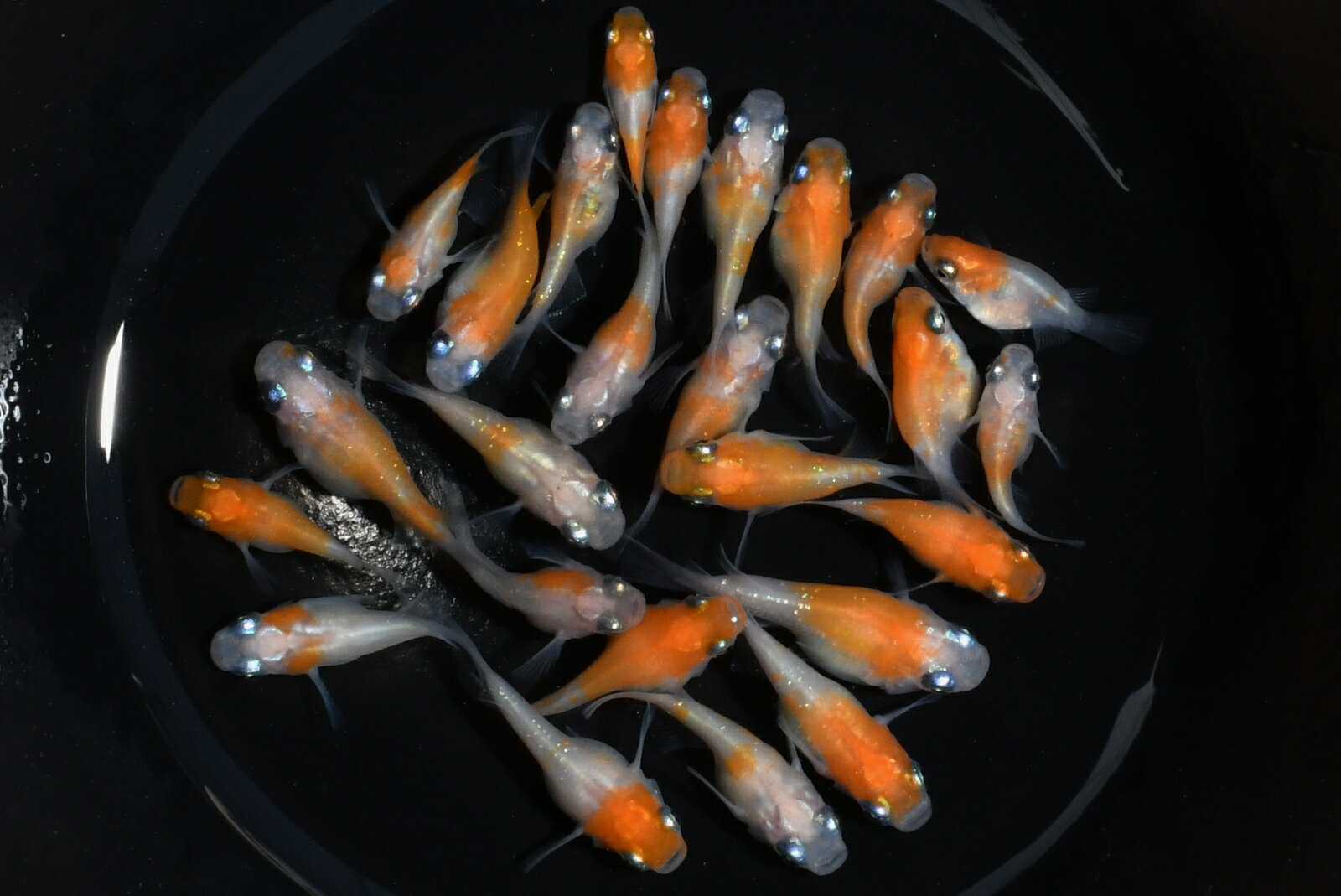 小町(こまち)ダルマメダカの稚魚・10匹メダカ体外光三色幹之楊貴妃初心者人気猫飯メダカ女子紅白ブランド