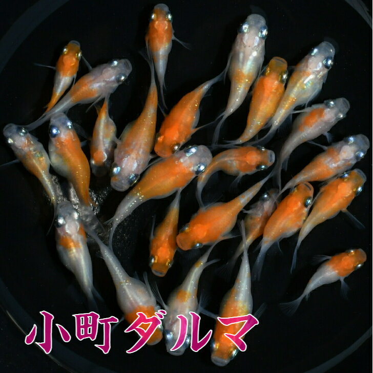 小町（こまち）ダルマメダカの稚魚・10匹 メダカ 体外光 三色 幹之 楊貴妃 初心者 人気 猫飯 メダカ女子　紅白　ブランド