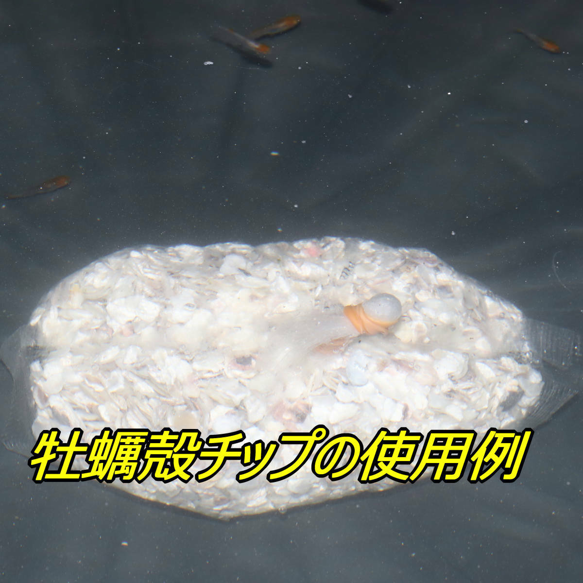 ���ڳ̥��å�5kg ����� ��� ���륫���� ��� ��Ƿ �̵��� Ǯ�ӵ� �Ѿ޵� ���� ����