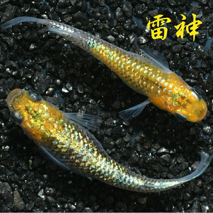 雷神（らいじん）メダカの稚魚・10匹 メダカ ラメ 幹之 楊貴妃 人気 猫飯 メダカ女子