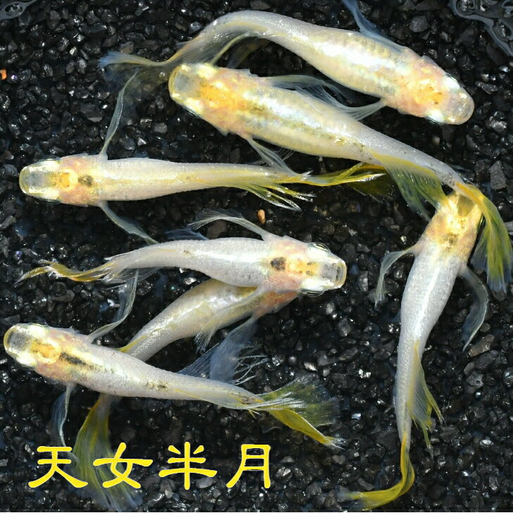 天女半月（てんにょはんげつ）メダカの稚魚・10匹 メダカ 幹之 楊貴妃 松井ヒレ長 猫飯 黄色