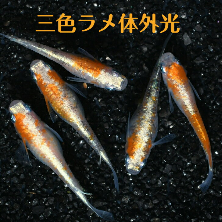 三色ラメ体外光（さんしょくらめたいがいこう）メダカの稚魚・10匹 メダカ 体外光 幹之 楊貴妃 猫飯