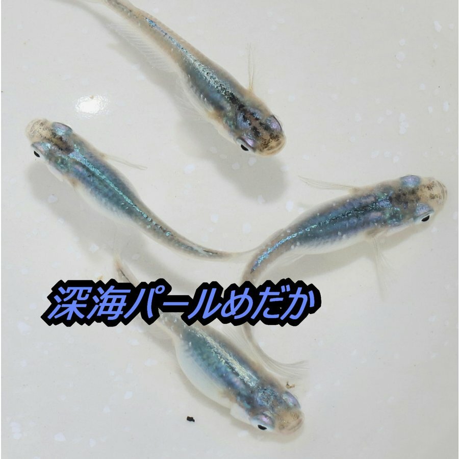 深海パール（しんかいぱーる）メダカの稚魚・10匹 メダカ 幹之 楊貴妃 猫飯