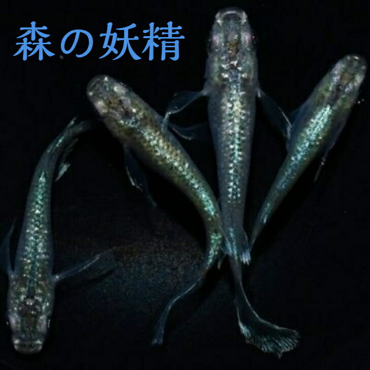 森の妖精（もりのようせい）メダカの稚魚・10匹 メダカ 幹之 楊貴妃 猫飯
