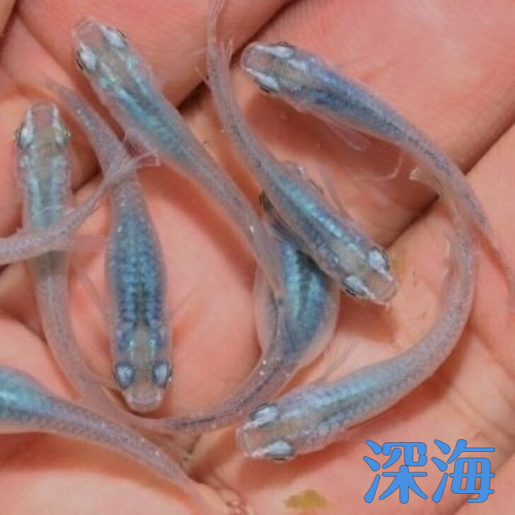 深海（しんかい）メダカの稚魚・10匹 メダカ 幹之 楊貴妃 猫飯