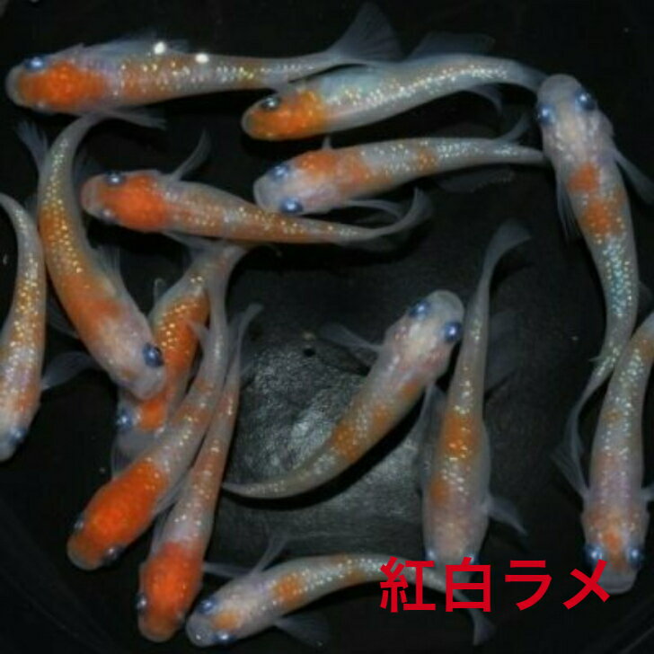 紅白ラメ（こうはくらめ）メダカの稚魚・10匹 メダカ 幹之 楊貴妃 猫飯