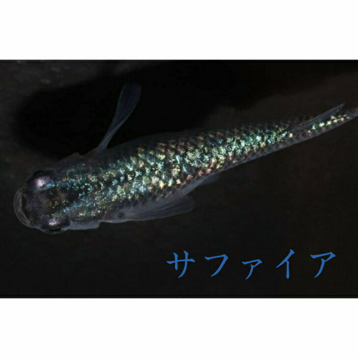 サファイアメダカの稚魚 10匹 メダカ 幹之 楊貴妃 猫飯