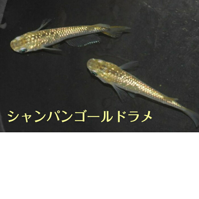 シャンパンゴールドラメメダカの稚魚・10匹 メダカ 幹之 楊貴妃 猫飯