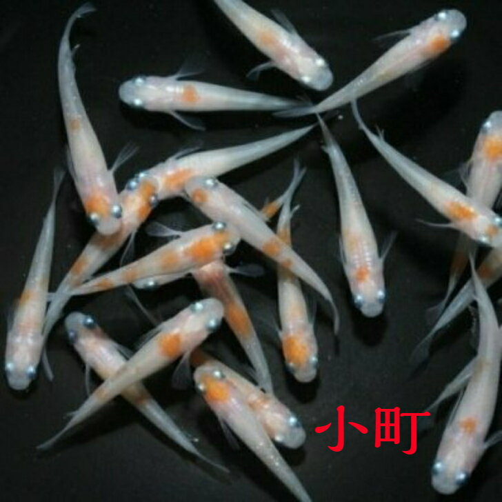 小町（こまち）メダカの稚魚 10匹 メダカ 幹之 楊貴妃 猫飯